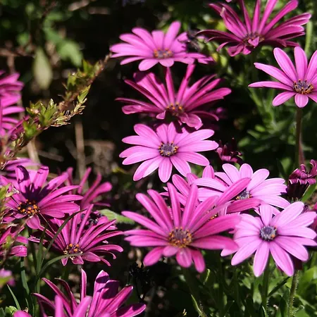 Lejlighedshotel Verdemare Sardegna Uno